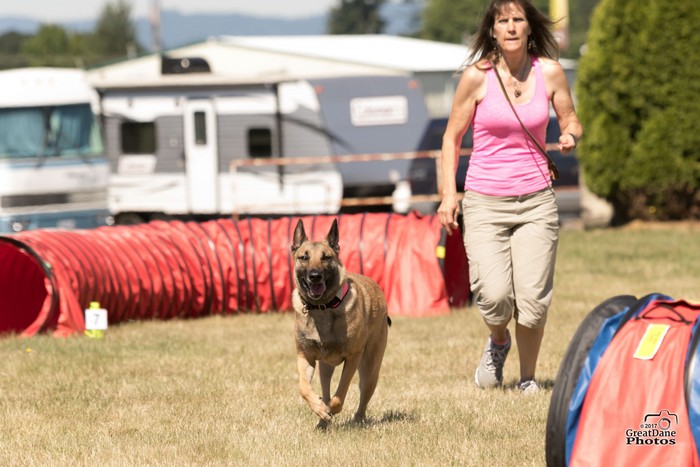 Dog-detection-sports-competition-training-Everett-WA