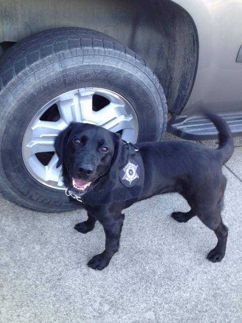 Law-Enforcement-Dog-Detection-Everett-WA